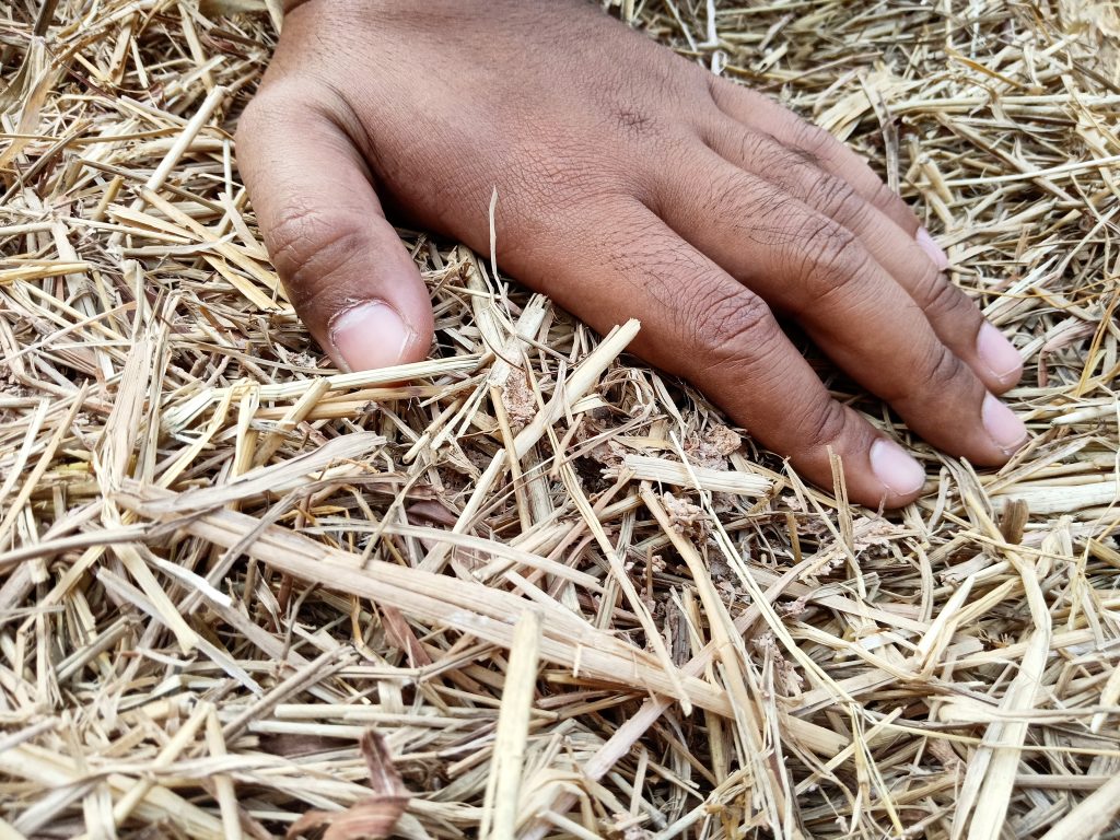 Miscanthus paillage Vitré